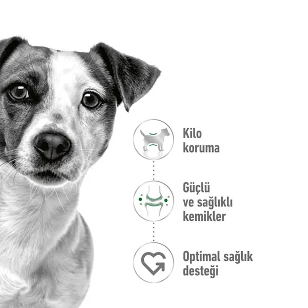 Royal Canin Mini Adult Küçük Irk Yetişkin Köpek Maması 2 kg