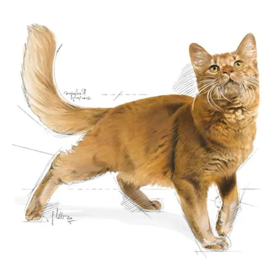 Royal Canin Fit 32 Yetişkin Kedi Maması 2 kg