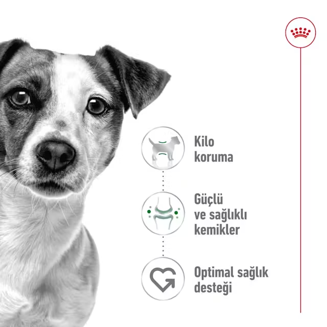 Royal Canin Mini Adult Yetişkin Köpek Maması 4 kg