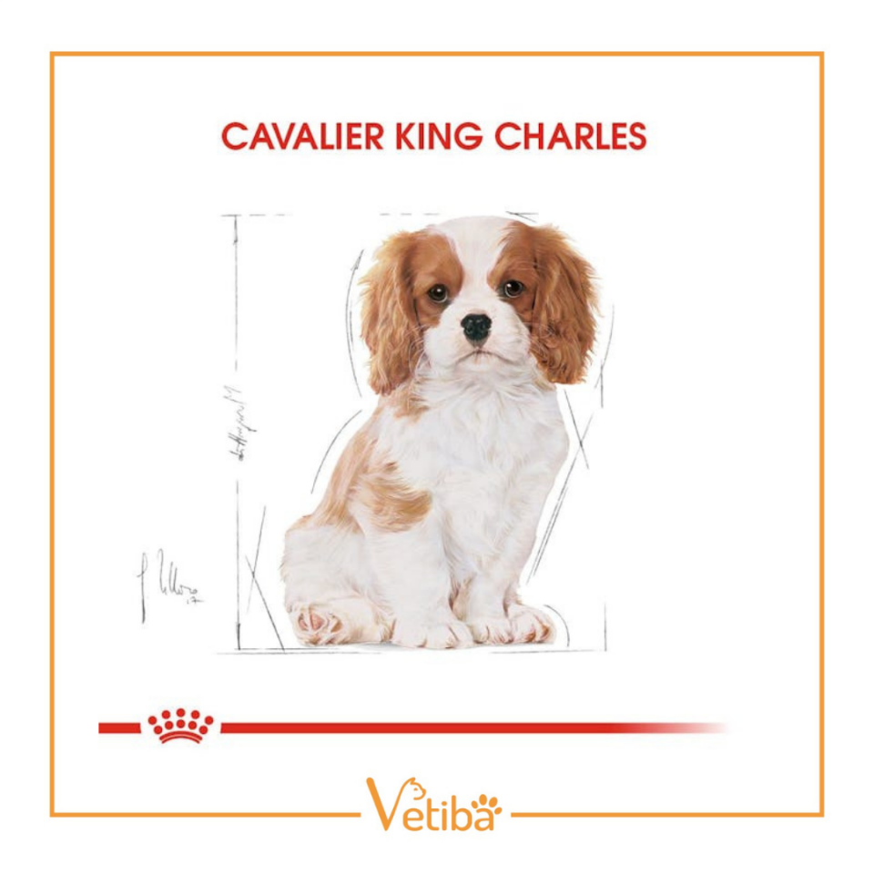 Royal Canin Cavalier King Charles Puppy Yavru Köpek Maması 1,5 kg