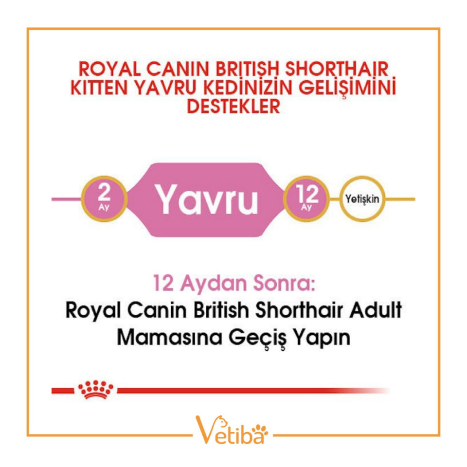 Royal Canin British Shorthair Kitten Yavru Kedi Maması 2 kg