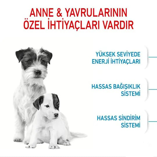 Royal Canin Mini Starter Yavru Köpek Maması 4 kg