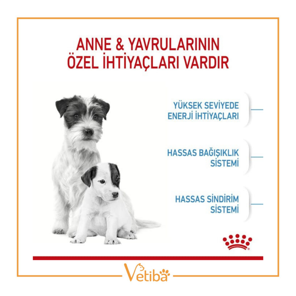 Royal Canin Mini Starter Yavru Köpek Maması 4 kg